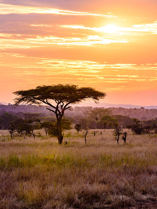 esim::categories.plan-selection.image_alt