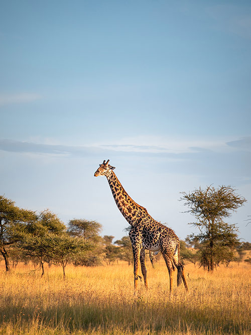 esim::categories.plan-selection.image_alt